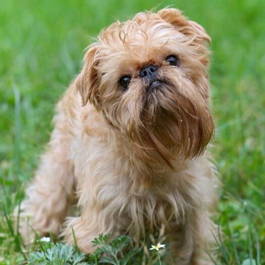 Brussels griffon on sale short hair puppy